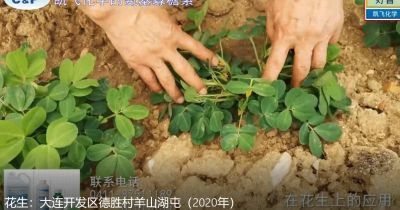 果勻、增產、品相好:大連開發(fā)區(qū)德勝村羊山湖屯(2020年7月)