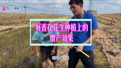 普蘭店雙塔鎮(zhèn)雙塔村塔東屯：促生根、增產、提高品質（2021年9月）