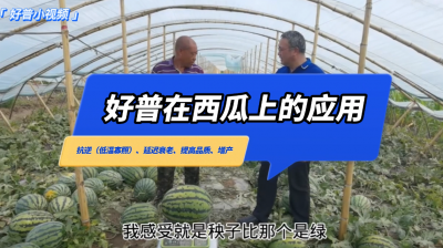 抗逆（低溫寡照）、延遲衰老、提高品質、增產：新民市大民屯西瓜（2022.7.12）