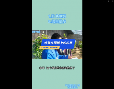 葉片厚亮、結果量多：瓦房店炮臺鎮 （2023.2.21）