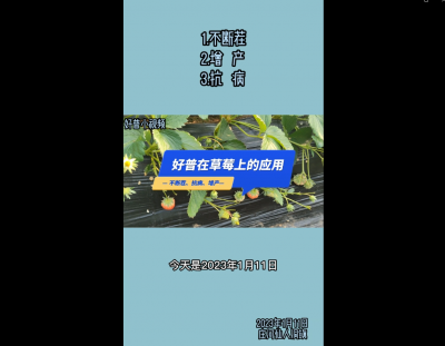 不斷茬、增產(chǎn)、抗病：瓦房店仙人洞（2023.1.11）